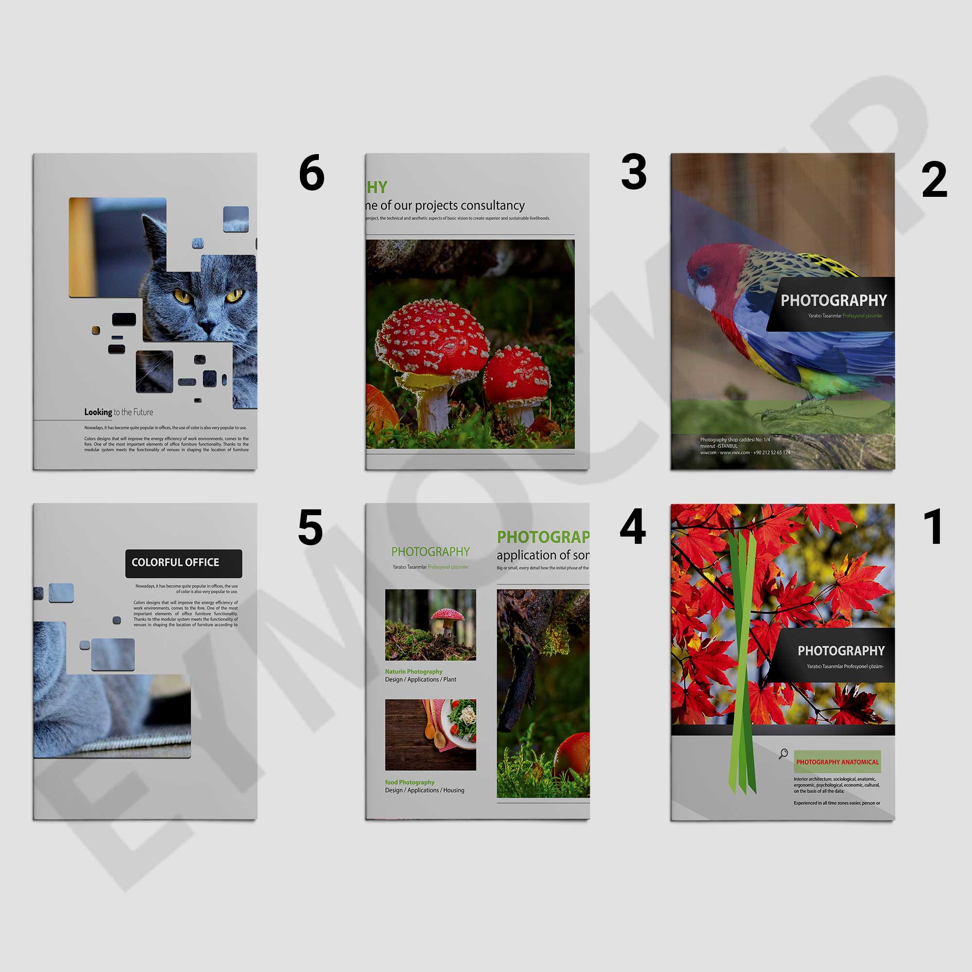Zoo Photography Brochure Template With Zoo Brochure Template
